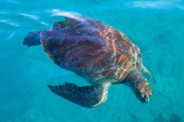 Turtles Cobblers Cove Barbados