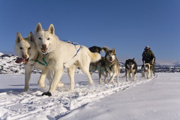 Yukon Dogsledding