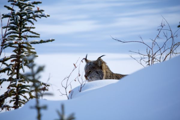 Yukon Wildlife Preserve 