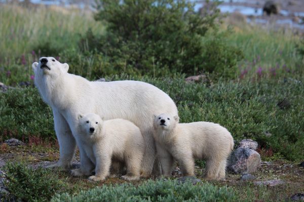 Manitoba Polar Bears
