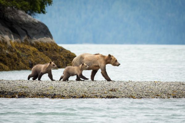 Knight inlet bears