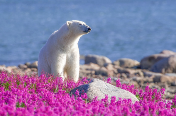 Polar Bear Manitoba