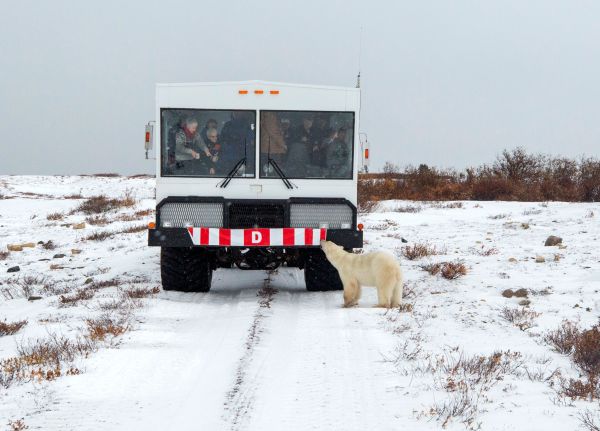 Tundra Buggy Lazy Bear Expeditions