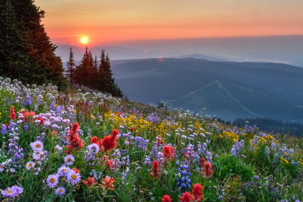 Sun Peaks summer