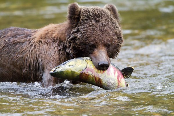 Great Bear Lodge