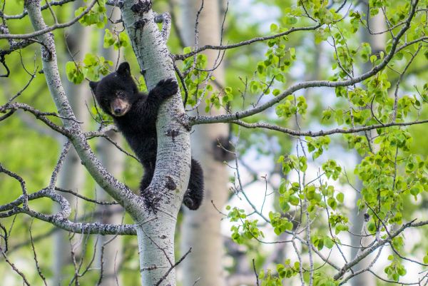 Bear in Alberta