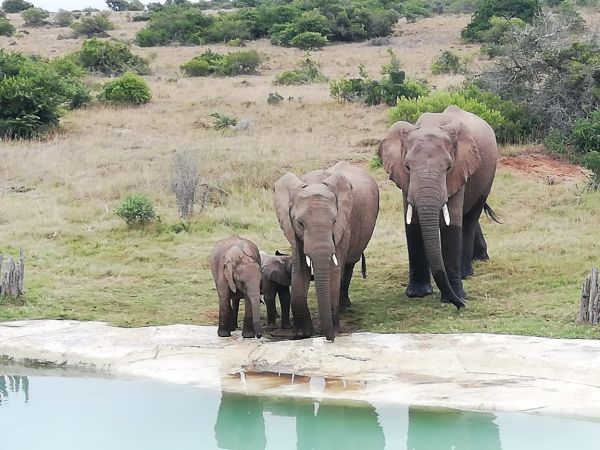 Amakhala Game Reserve 