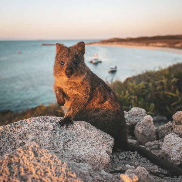 Quokka