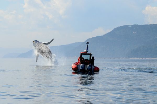 Whale_Watching_Quebec