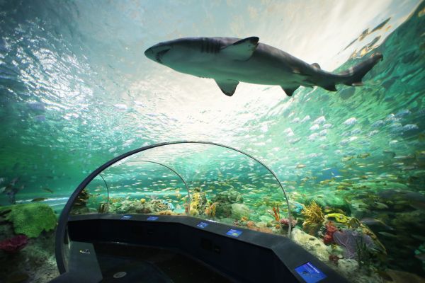 Ripley's-Aquarium-of-Canada-underwater-tunnel-shark_Attractions_Image