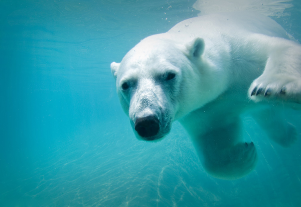 Toronto-Zoo-polar-bear-close-up