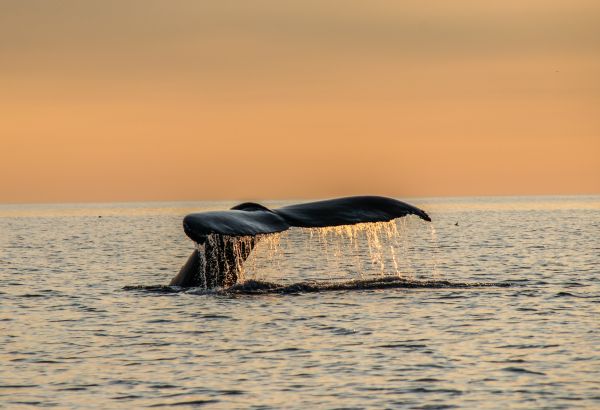 WHALE WATCHING IN NEW BRUNSWICK