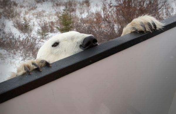 Tundra Buggy Credit:Lazy Bear Expeditions