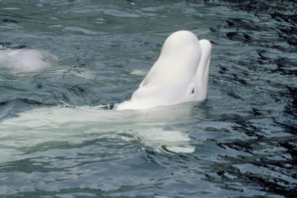 Beluga-watching-Churchill