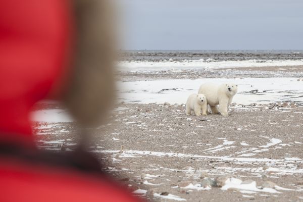 Hudson Bay, Manitoba, polar bears