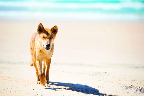 Dingo_Fraser_Island_Tourism_Queensland