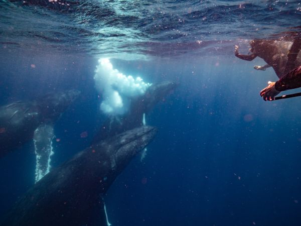 Sunreef_Queensland_Whale_Watching