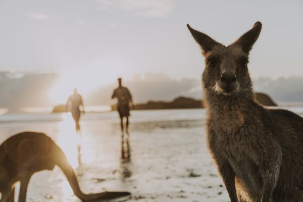 Mackay_Kangaroos_Queensland