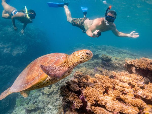 Turtle_Great_Barrier_Reef_Queensland