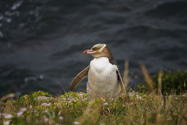 Yellow_eye_penguin-New_Zealand_Wildlife