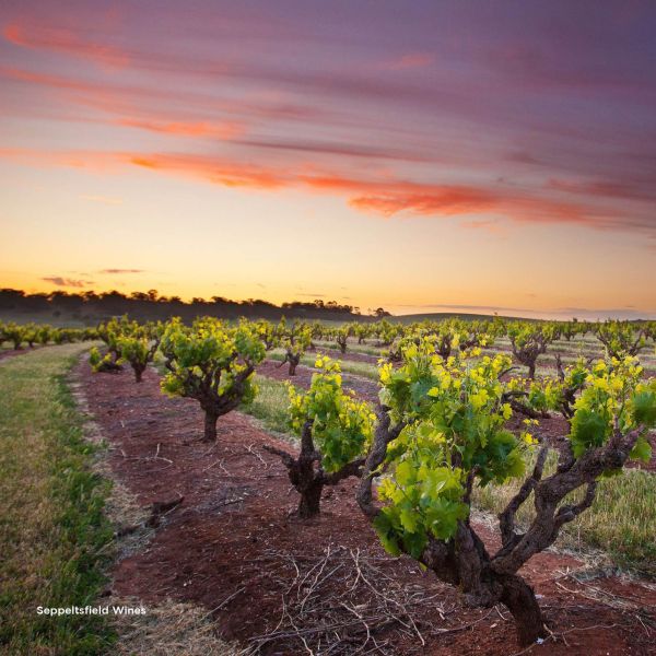 Barossa Valley @Seppeltsfield Wines