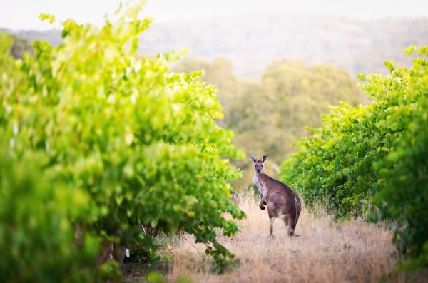 Barossa Valley_252771 Linfield Road Wines credit:South Australian Tourism Commission