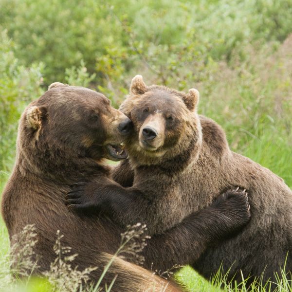 Northwest Territories Wildlife Bear