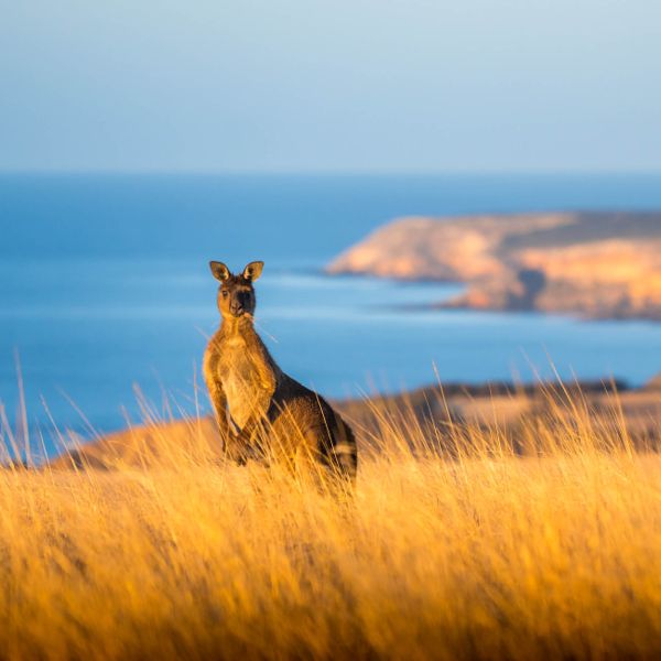 Middle River_Kangaroo Island