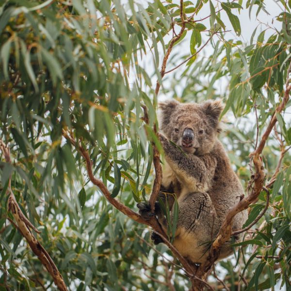 koala Mikkira Station South Australia