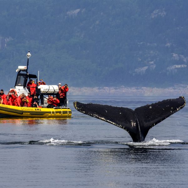 Whale watching in Quebec
