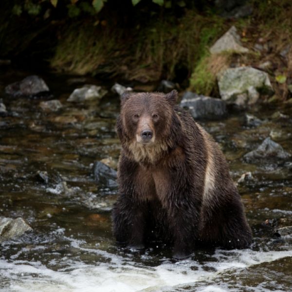 Bear watching