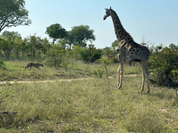 A Giraffe telling a leopard to stay away, Sabi Sands