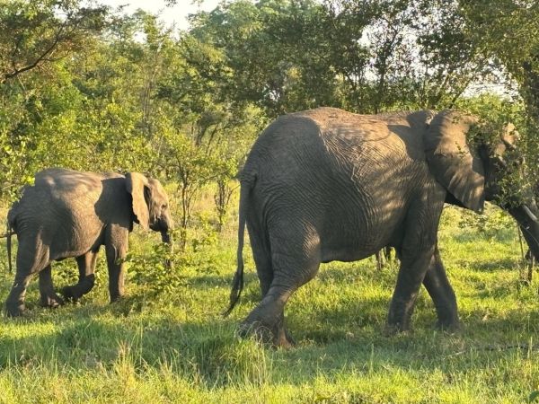 A baby elephant and his Mum, Sabi Sands