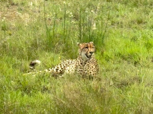 A full up Cheetah in Sabi Sands