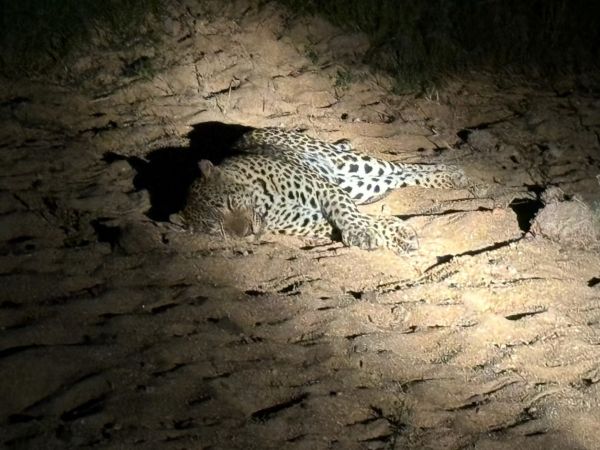 A sleeping Leopard, Sabi Sands
