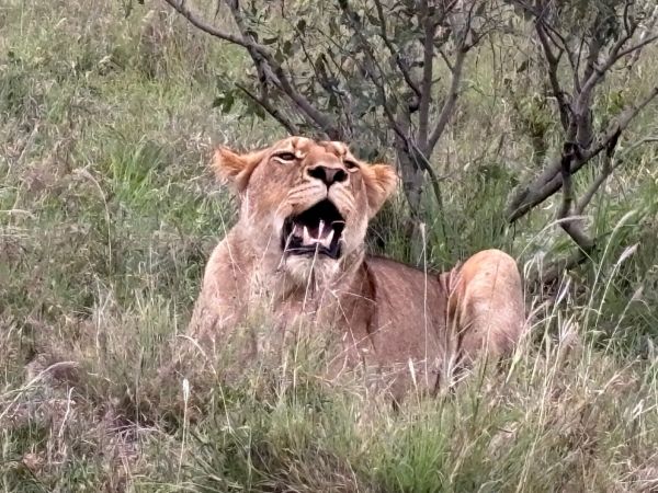 A yawning Lion, Sabi Sands