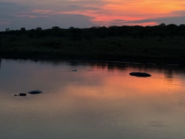 Hippos at Sunset, Sabi Sands