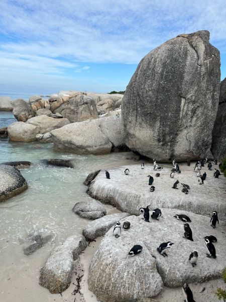 Boulders Beach