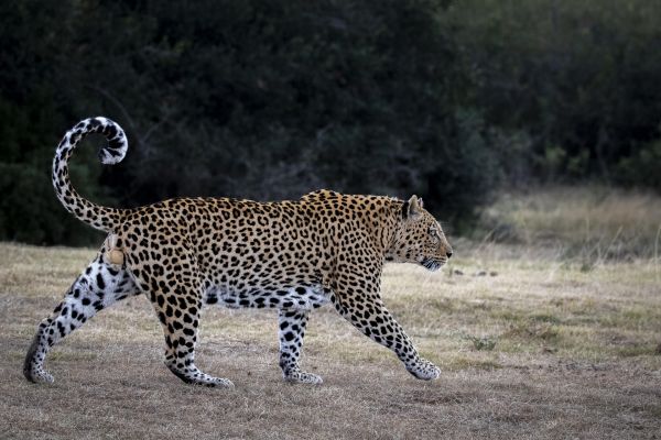 Pumba Game Reserve 