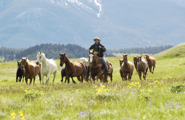 Montana