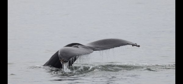 Whale