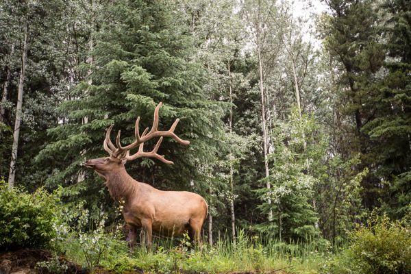 Wildlife
