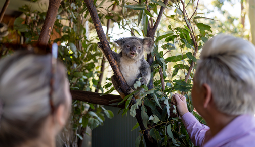 Currumbin Wildlife Sanctuary- koala