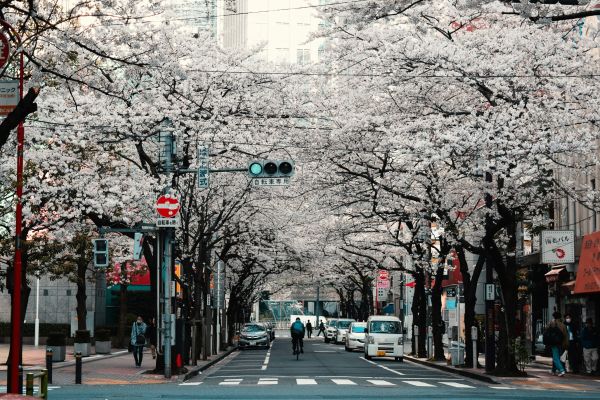 Tokyo_Cherry Blossom