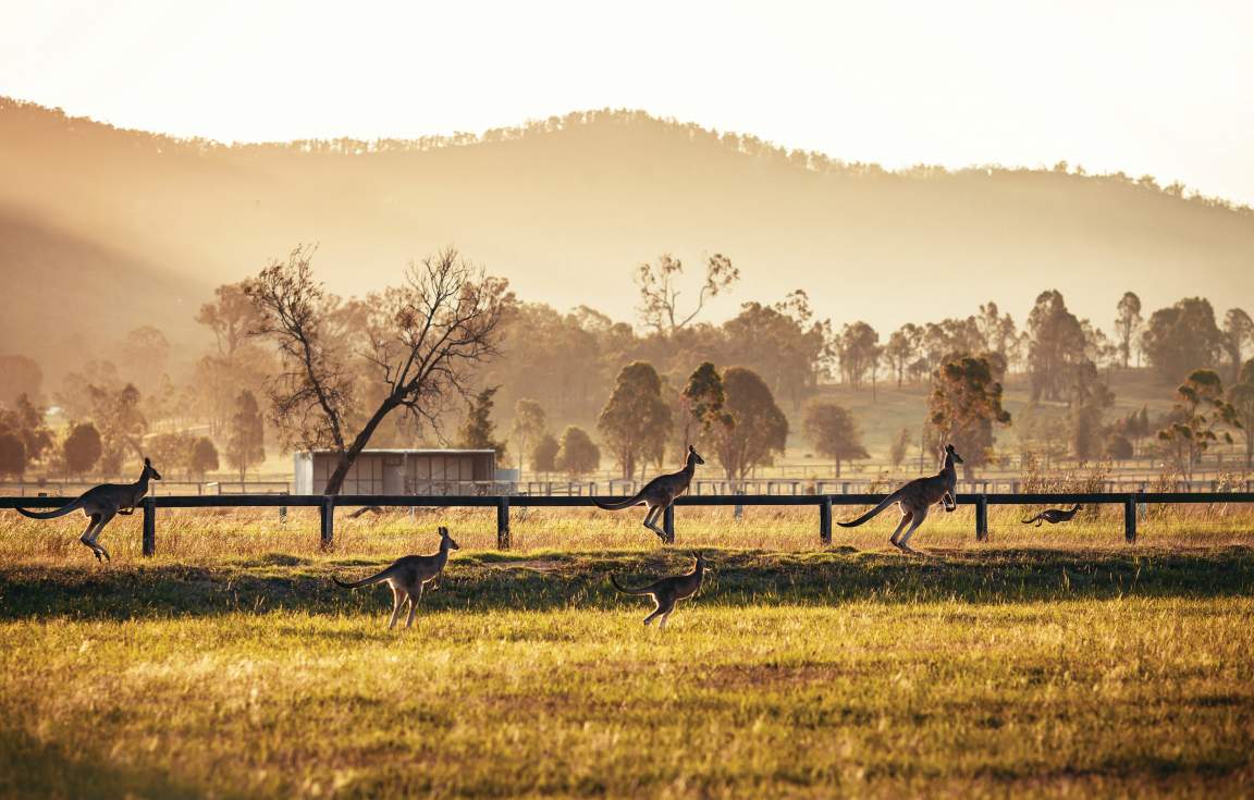 Kangaroos in Hunter Valley