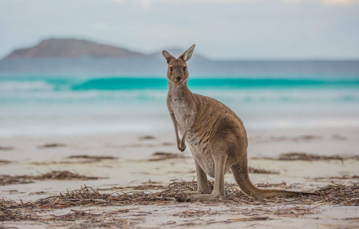 Kangaroo, Lucky Bay Esperance