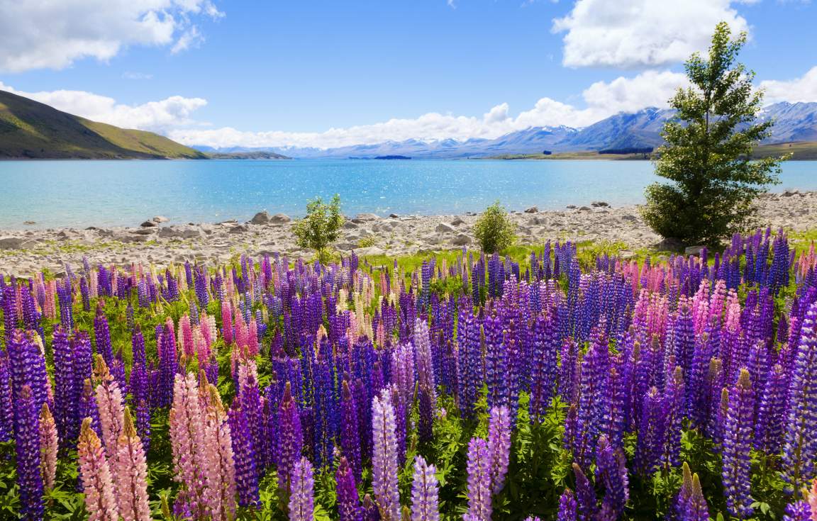 Lupins at Lake Tekapo