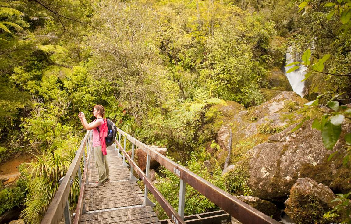Bush Walk at Abel Tasman