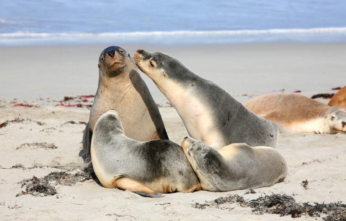 Seal Bay, Kangaroo Island