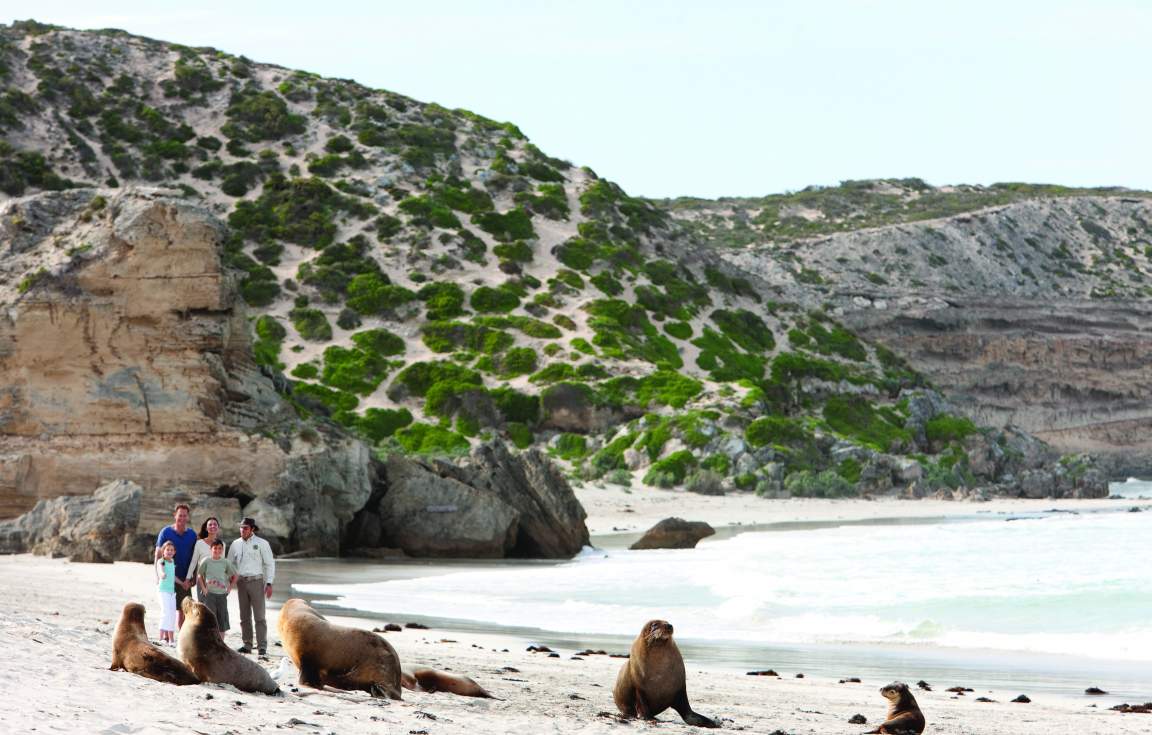 Colony of Australian Seal Lions at Kangaroo Island